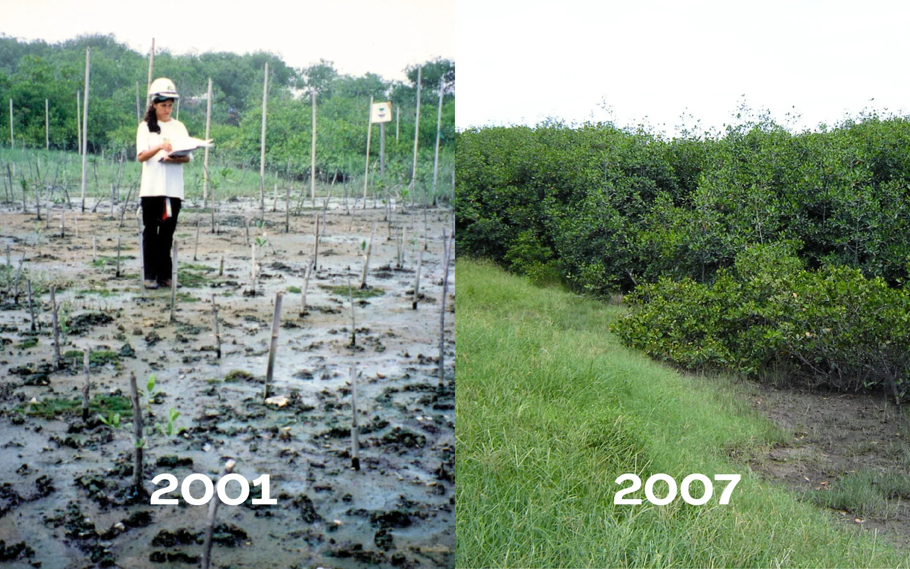 Registro fornecido pela Ecossistema com a área em 2001 e em 2007